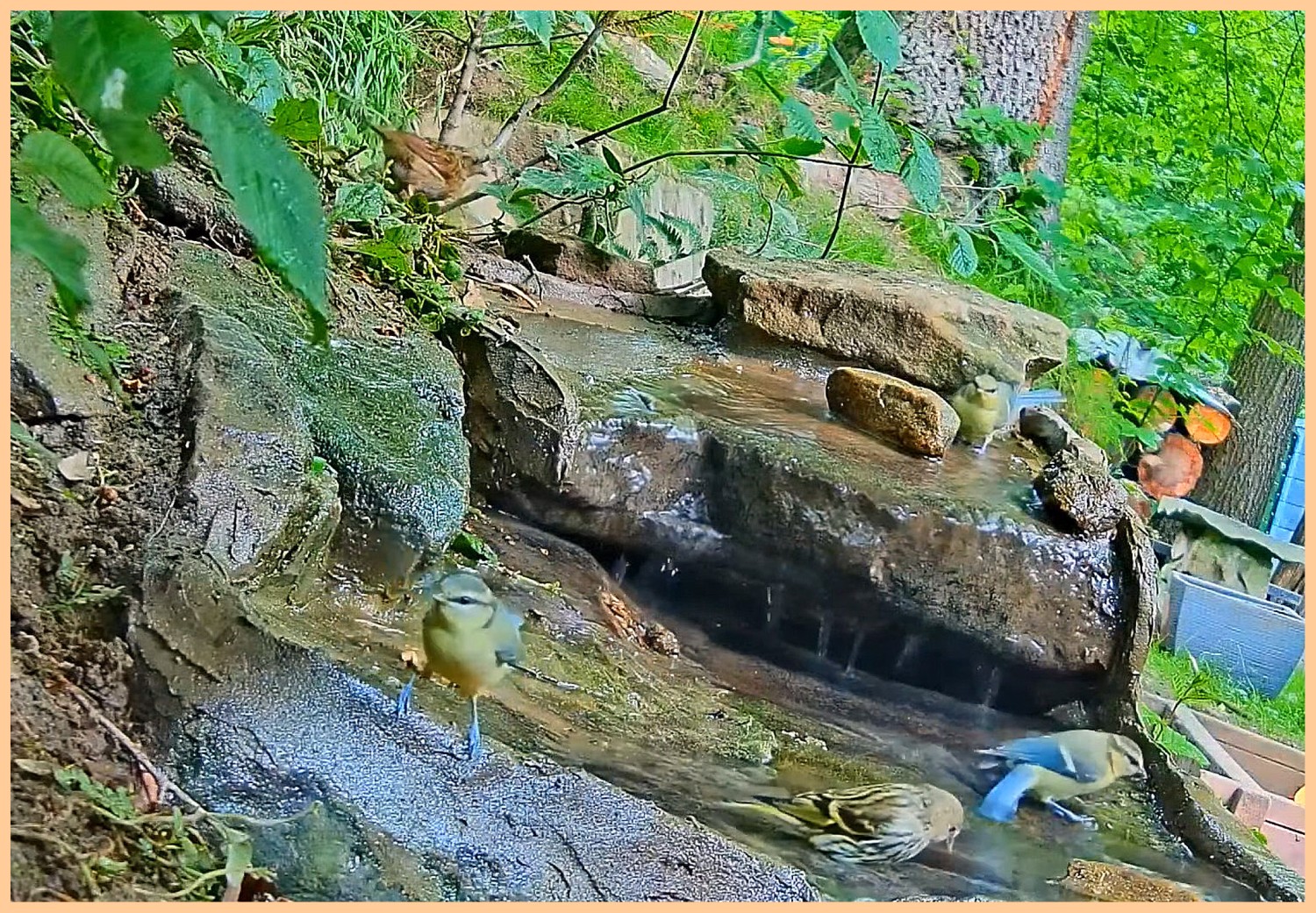 livebirdspoland_c593af7d840f62c163efbf8b88a55f01.jpg