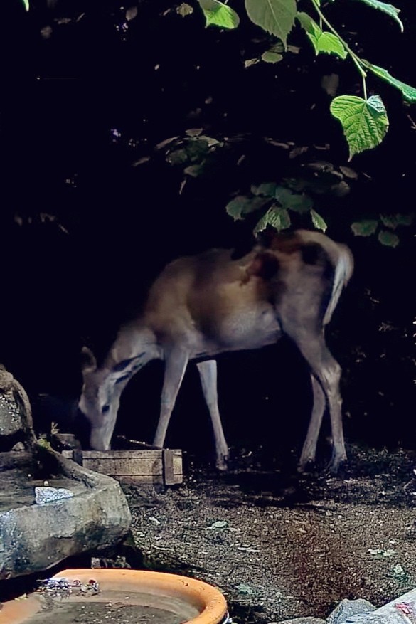 livebirdspoland_03c145c67f9103bad13819de3de07684.jpg