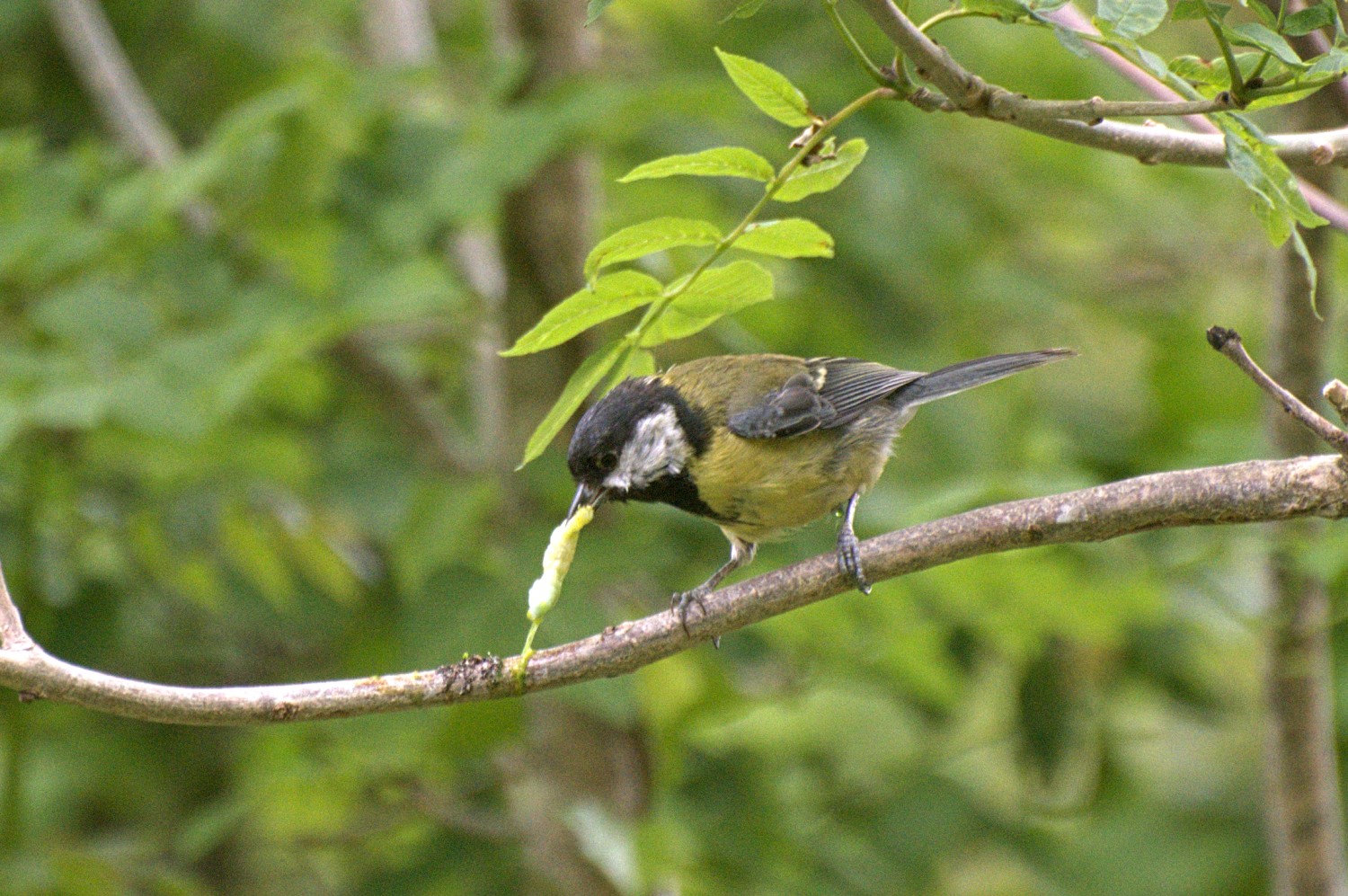 livebirdspoland_bb2ec7c14dc5d9f4031fb4dd07b1aecd.jpg