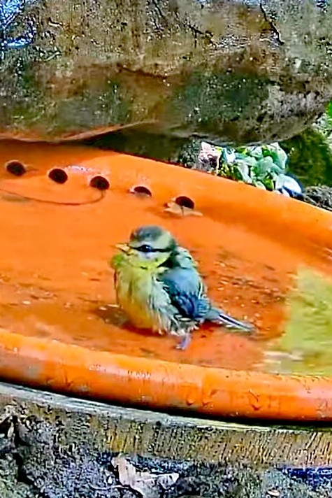 livebirdspoland_86d512846a06ea08fb1a0b7922384a57.jpg