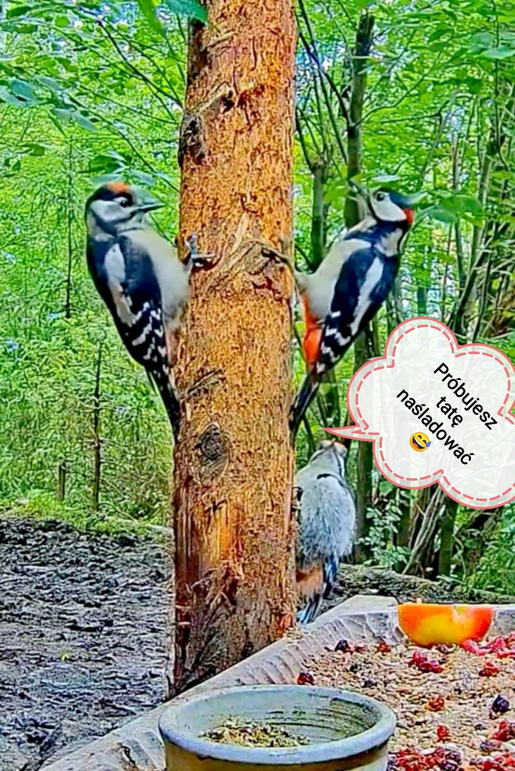 livebirdspoland_72868c8f9fb52fdf29e3330efecd7b01.jpg
