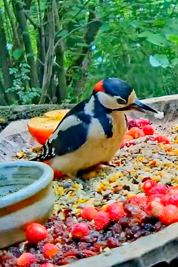 livebirdspoland_067ccb1f7105f52866de66e9c40459ff.jpg