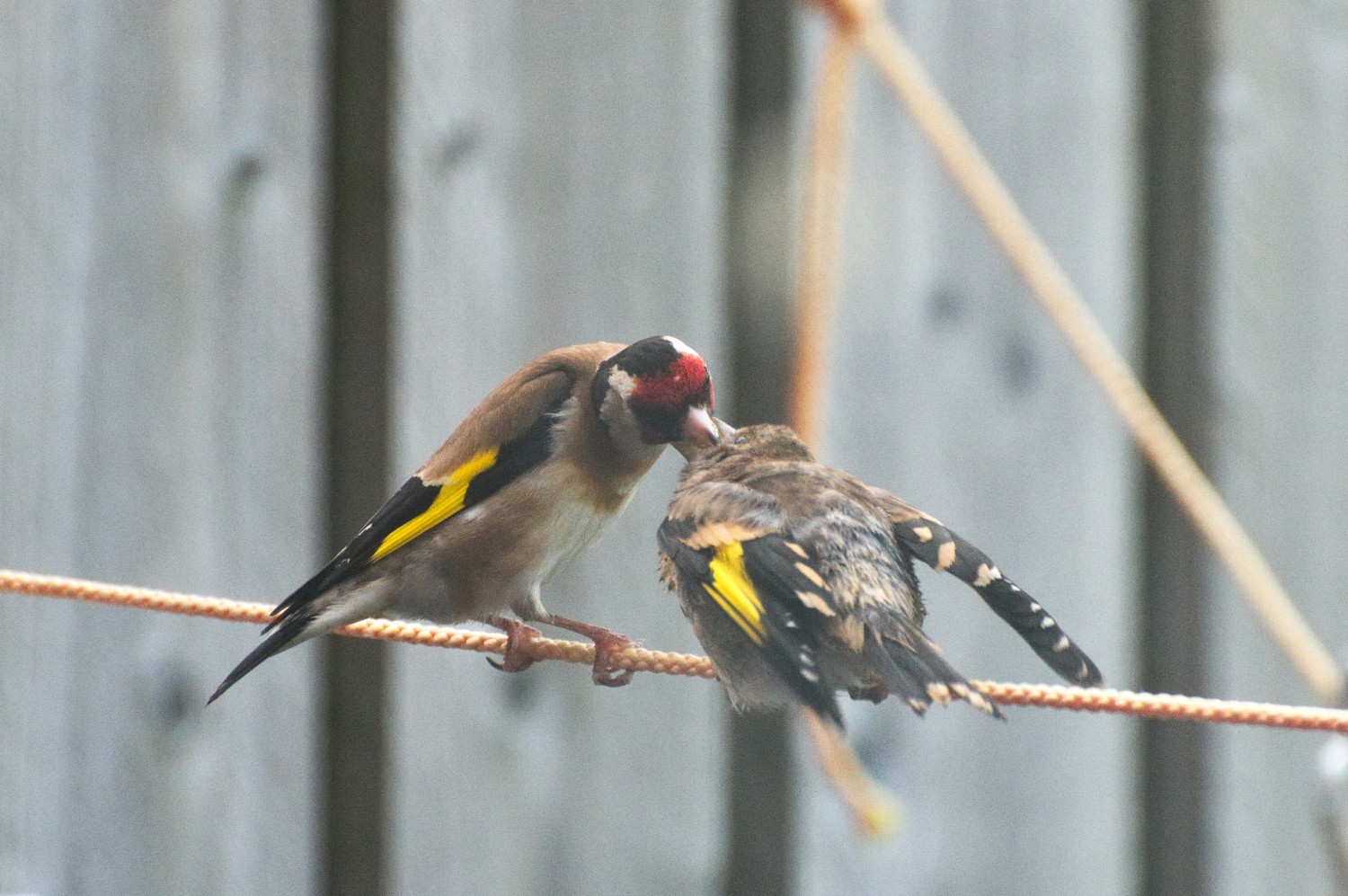 livebirdspoland_7e057d5c34a60d454c6af1e89d87ff8a.jpg