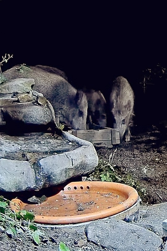 livebirdspoland_6400e2975a2439b1348b8fb41f2c6d53.jpg
