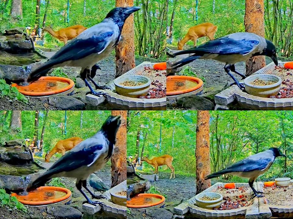 livebirdspoland_e14bedd7c711d14599928b088f429b18.jpg