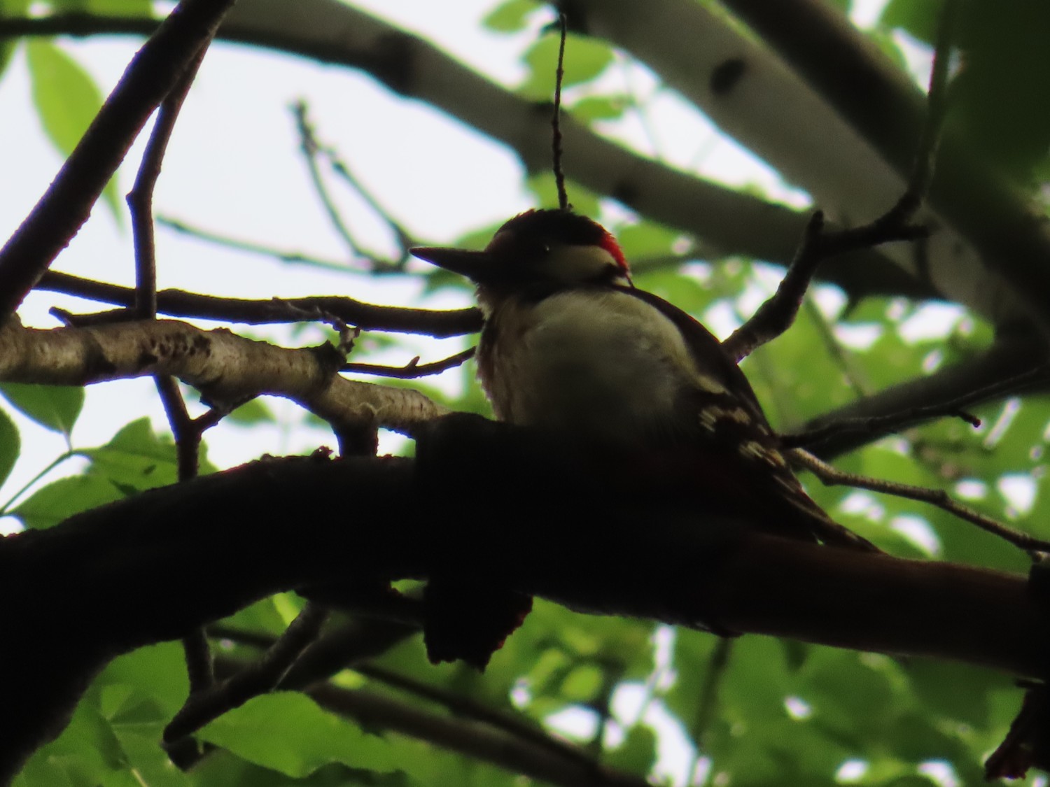 livebirdspoland_7f02c42e5bc46c4f855897cbfc45df40.jpg
