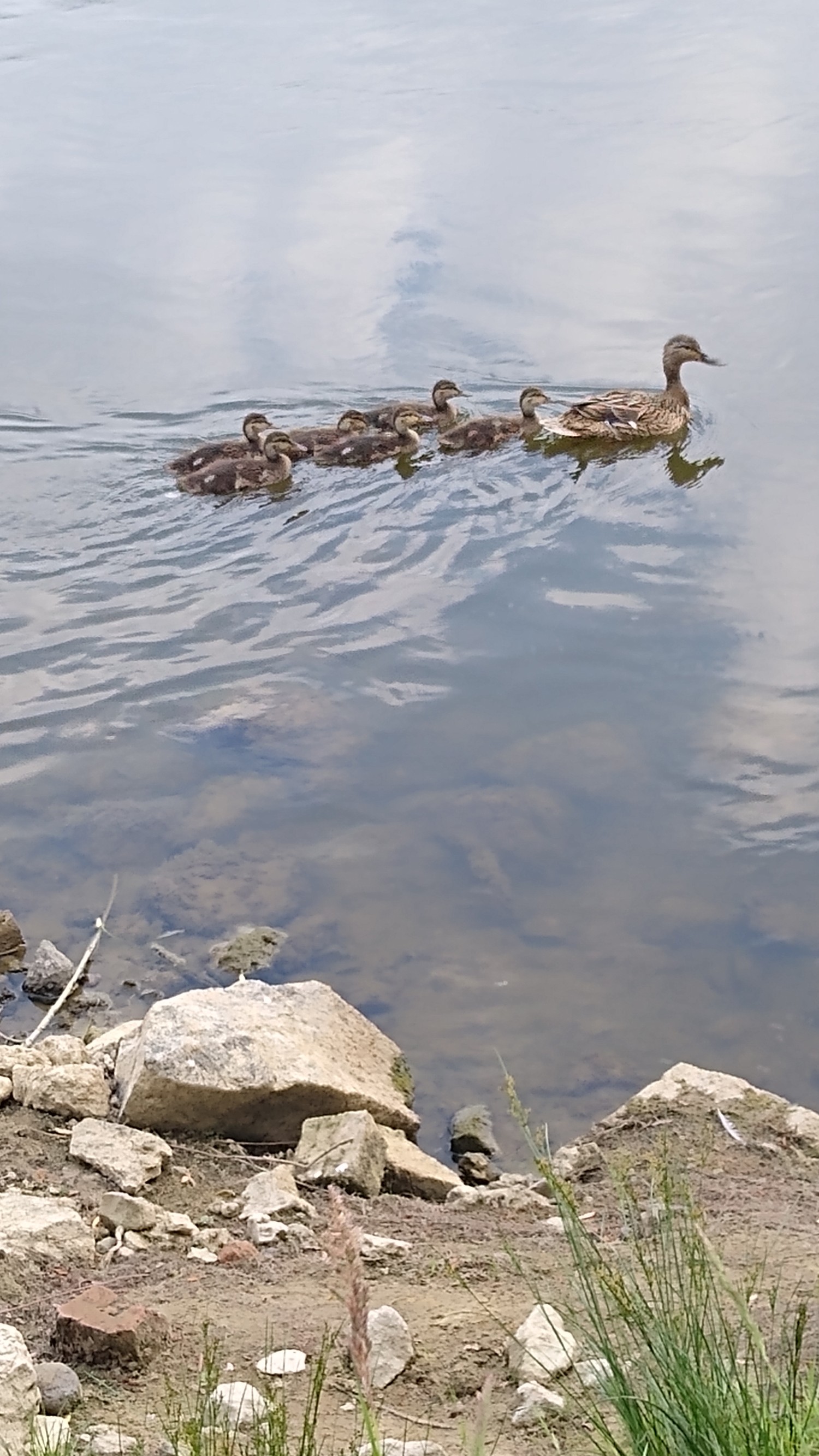livebirdspoland_135b02e5515d70951030942edada6e6a.jpg