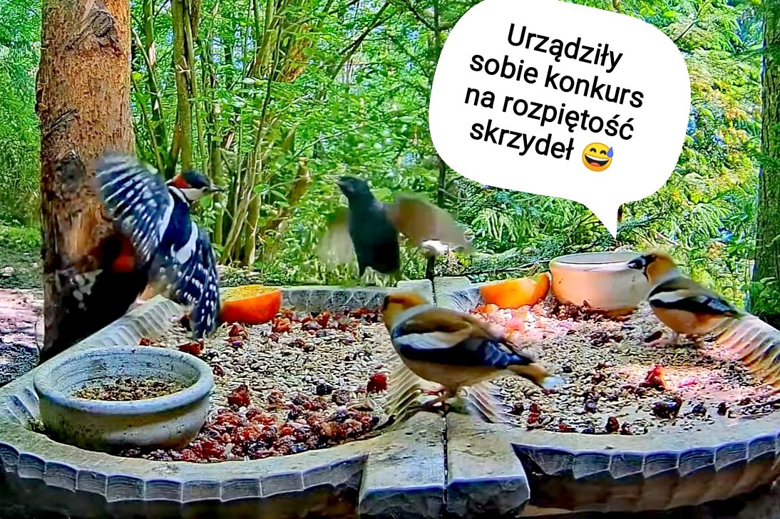 livebirdspoland_89898a24a21f175f2e63ecbed3d8cf72.jpg