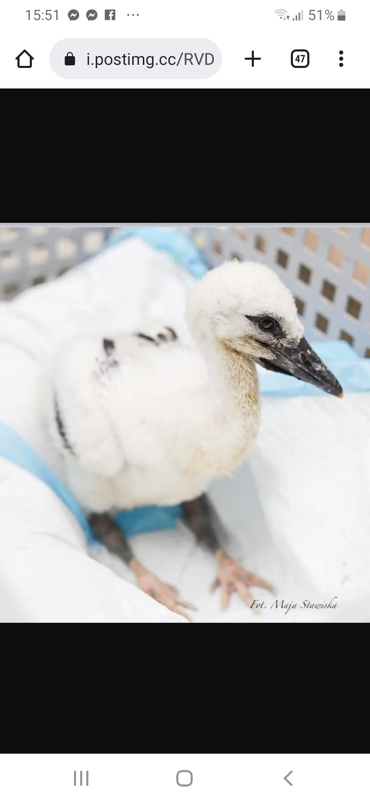 livebirdspoland_63d2c1ed7ff47ff100eeaef33f50bc7a.jpg