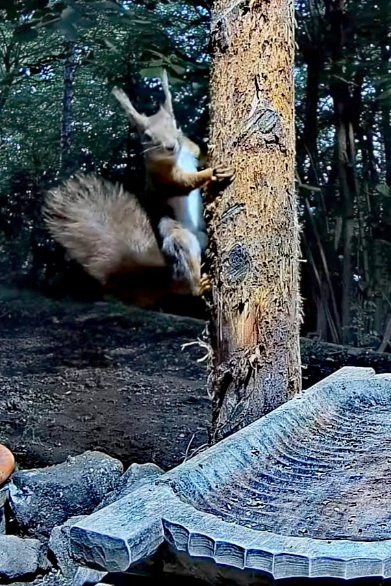 livebirdspoland_450b85e84949112d03083fa60cf47993.jpg