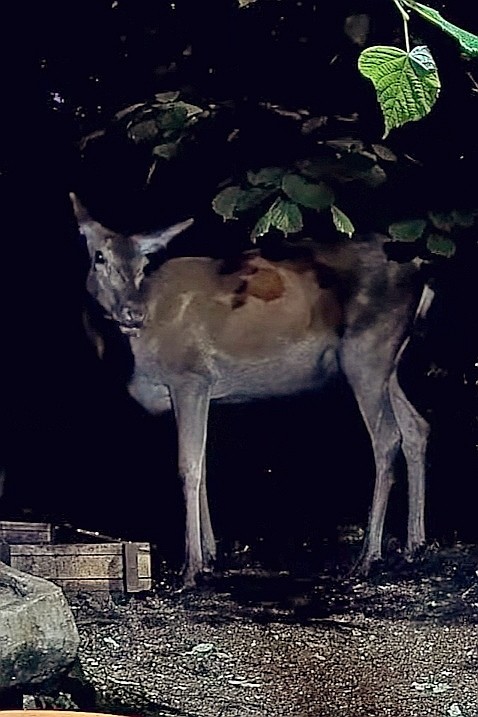 livebirdspoland_30f483b82a4a66242df45fdc9ea6c652.jpg