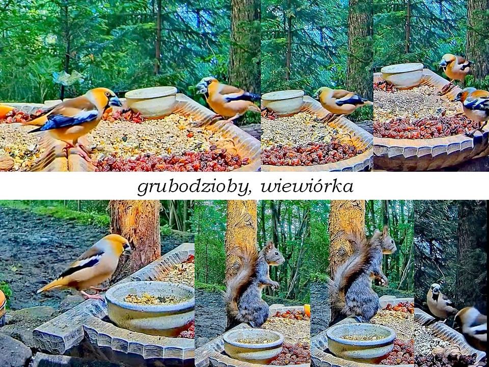 livebirdspoland_d4f4dcd66b3e848c3bdb8f4eb3155064.jpg