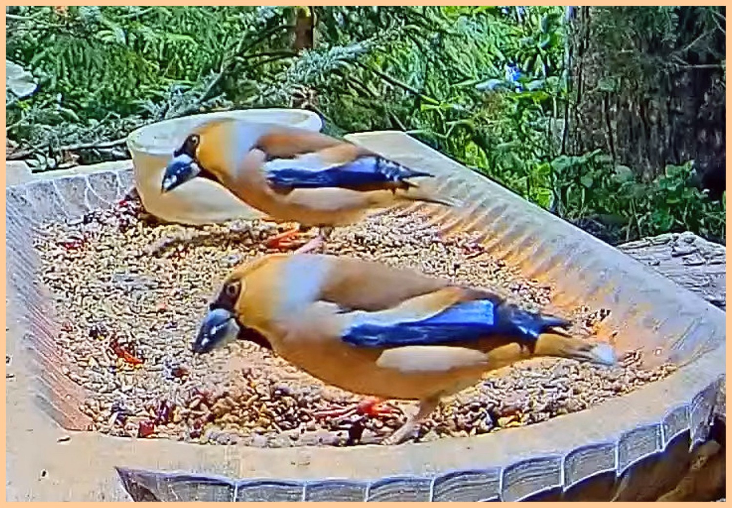 livebirdspoland_b91c295c6ae8b39354ddf2d0b35b174f.jpg