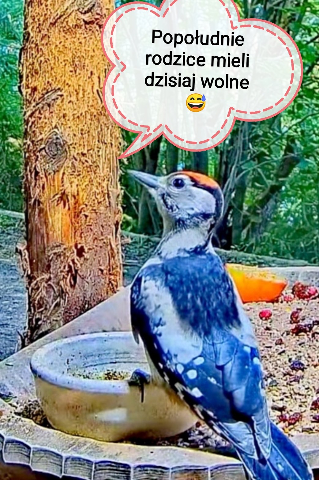 livebirdspoland_316bb355a04b6589a3807b03a4911fb5.jpg