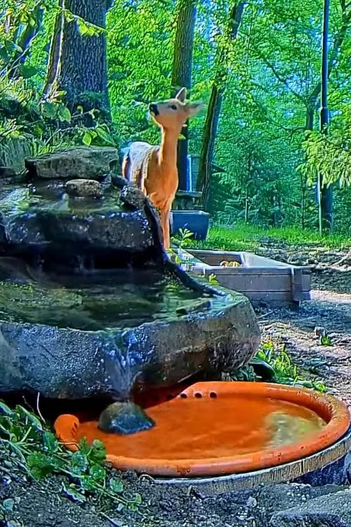 livebirdspoland_7cf949a0efbca1afe9b8fdc97a4df758.jpg
