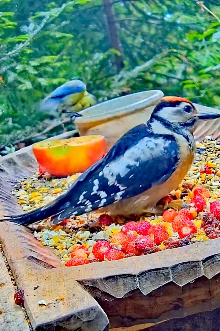 livebirdspoland_983f817ffd2c9c543987d4bb31cd2861.jpg