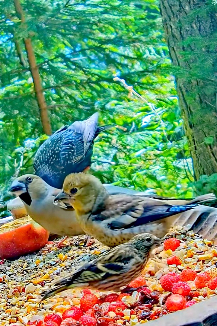 livebirdspoland_041e5fab4914cedb5862be3f288893cc.jpg