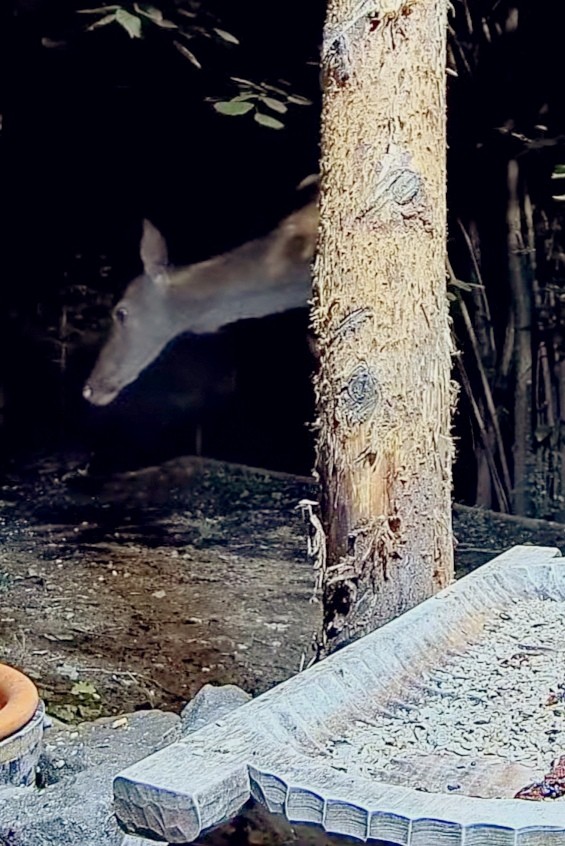 livebirdspoland_1f1e702b2fe16173355fe016f5a6dca0.jpg