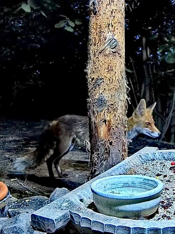 livebirdspoland_57a67c75b9771420ed0d0b99f533d51e.jpg