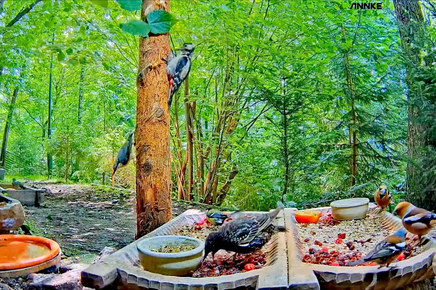 livebirdspoland_f288772f92418d87c7dc0f065066c71e.jpg