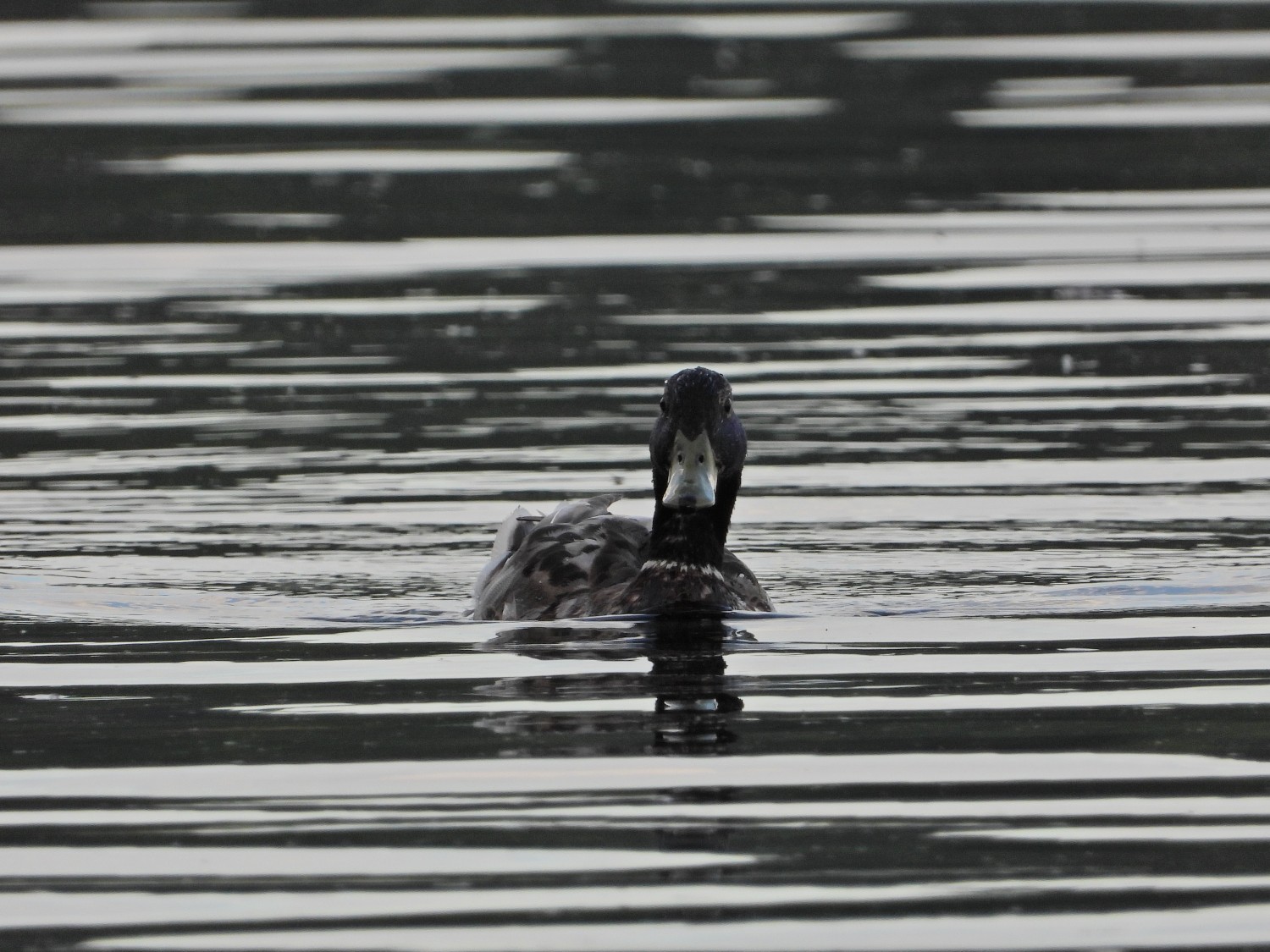 livebirdspoland_56aa033f261f67ea96da9f6937b5b8b4.jpg