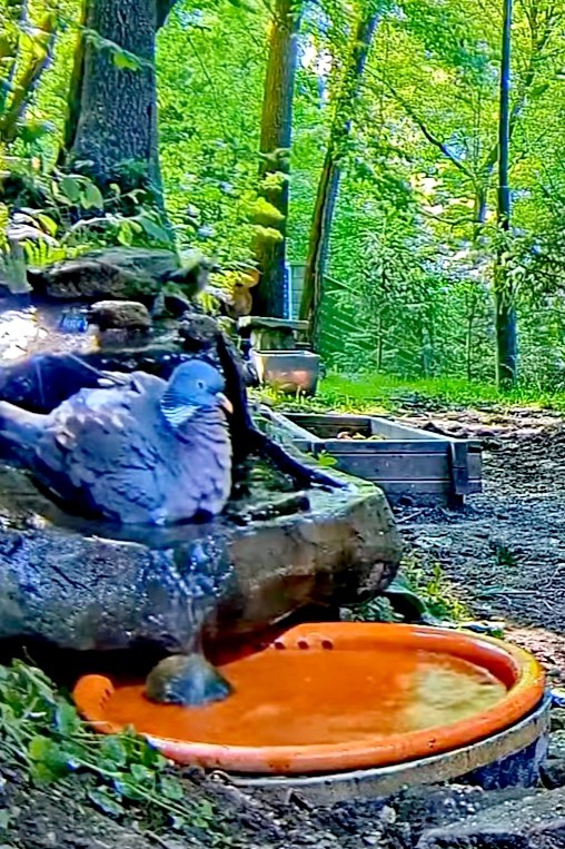 livebirdspoland_540c266f5ce25343fb0294c1a1033f43.jpg