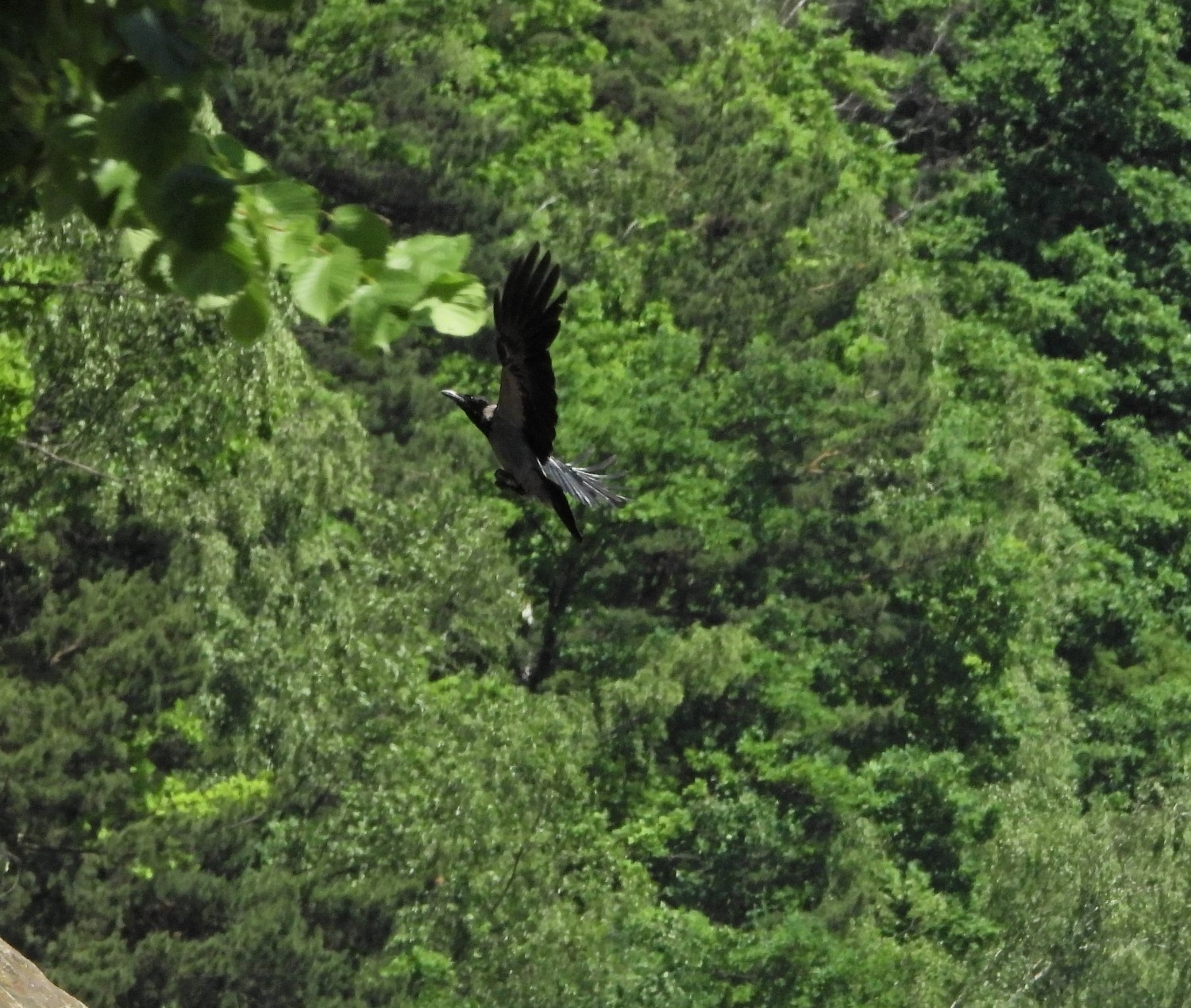 livebirdspoland_74addcb36c2a0de0763e1ac99b2dfb8b.jpg