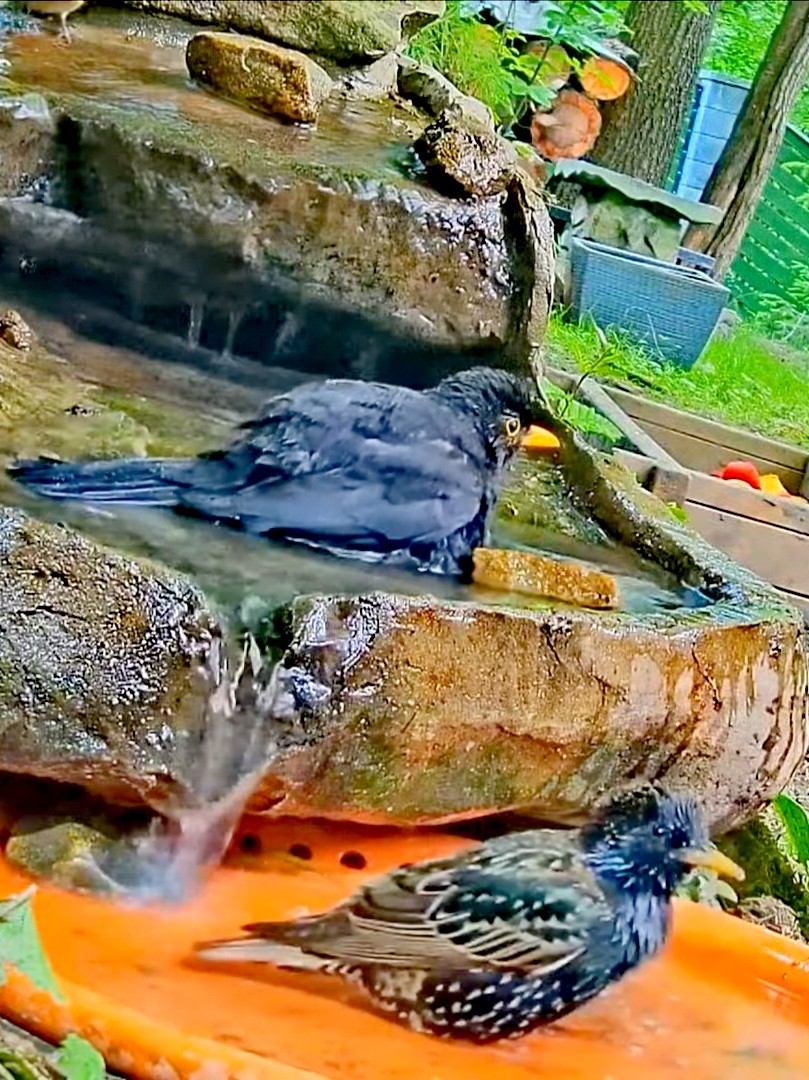 livebirdspoland_afe6d56516c7012ba133ff4b07b246c1.jpg