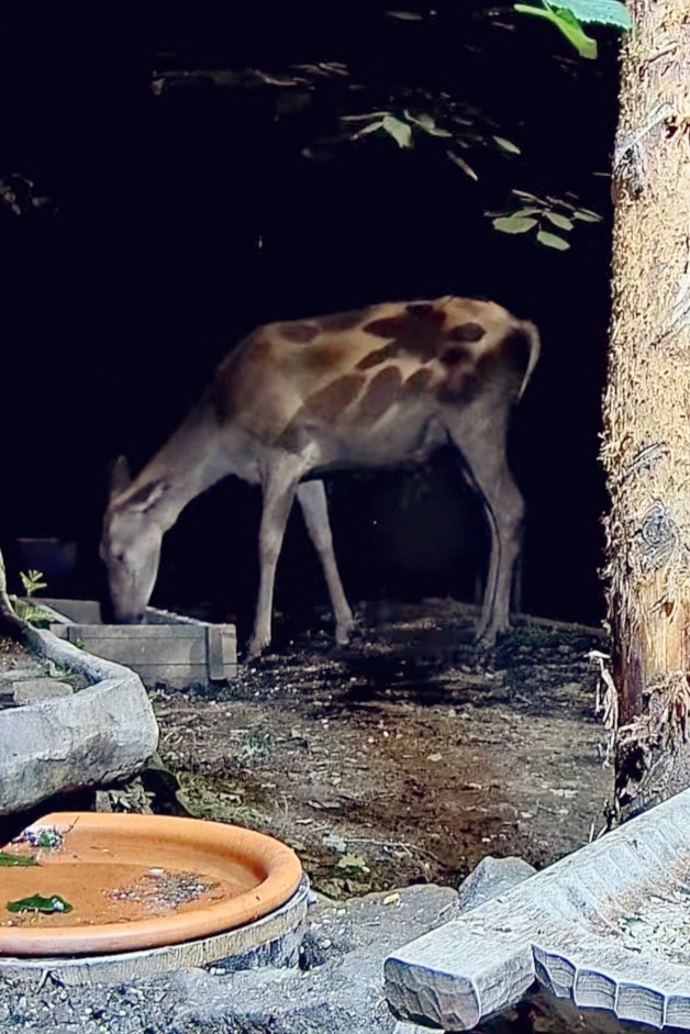 livebirdspoland_9f612ab3ee25569f8b61991dcdefb2c0.jpg