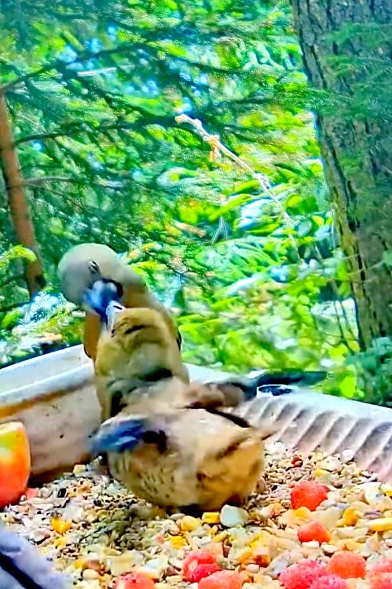 livebirdspoland_46a779f3a58e31b6425c862e78bad50b.jpg