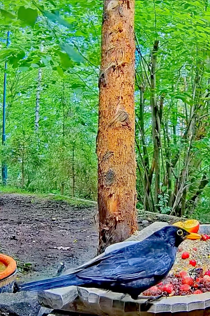 livebirdspoland_7ceb521608130bfd77dba52acb08d56a.jpg