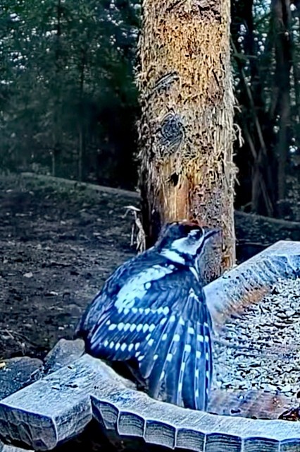 livebirdspoland_4071b92ffee8f542cd9f45dc4c9e0e5a.jpg