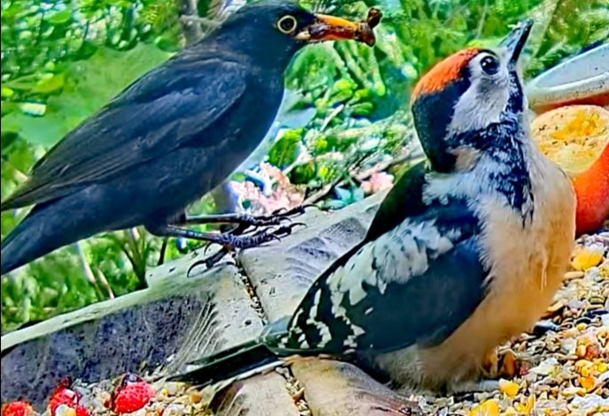 livebirdspoland_7ad57af9f3cb40a856daeac199b7ea4f.jpg