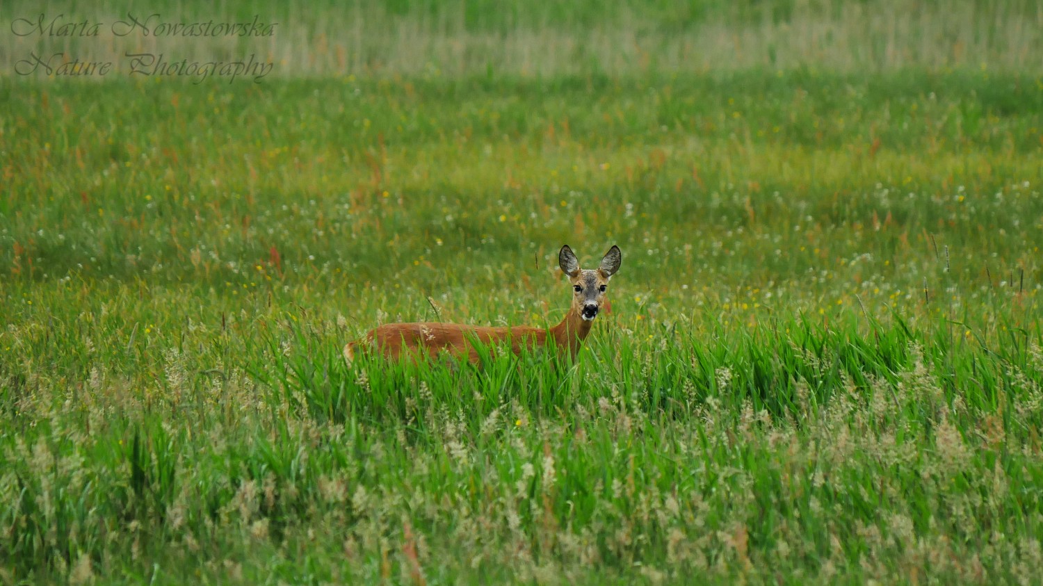 livebirdspoland_de4f882cf0d8b0cc4c545416a6d93e64.jpg