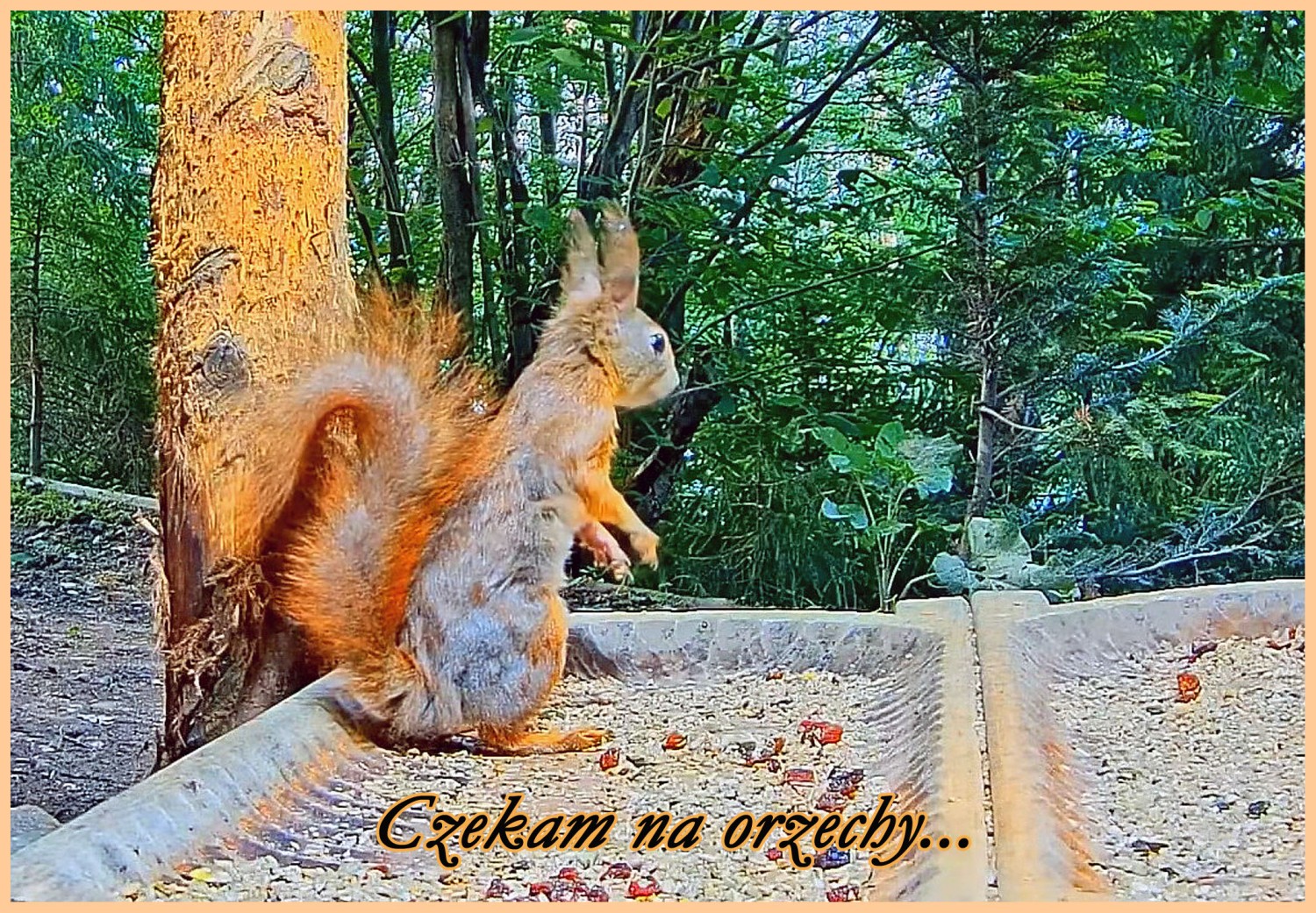 livebirdspoland_0fdf7c2bdf4603553d3116123afbae94.jpg