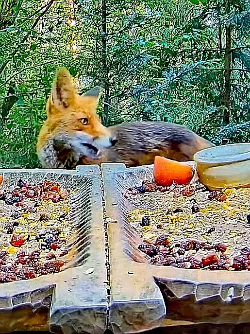 livebirdspoland_d1eb116947a2779fc72c41b9ff9c9ab2.jpg