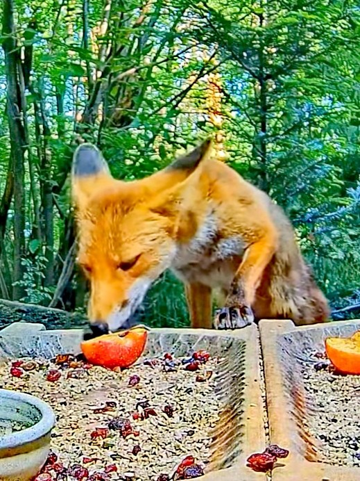 livebirdspoland_a4f1153fa73280bacaf549e3fbd9f274.jpg