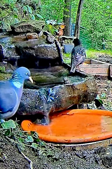 livebirdspoland_523608755aca645c4d42e1d6dc33778d.jpg
