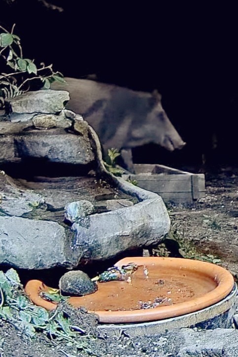 livebirdspoland_d214f64a0f972115d9e44a2d1ba1185b.jpg
