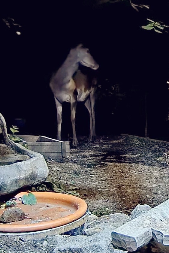 livebirdspoland_79e05fd3033b7f79ee5524dbef46cb6d.jpg