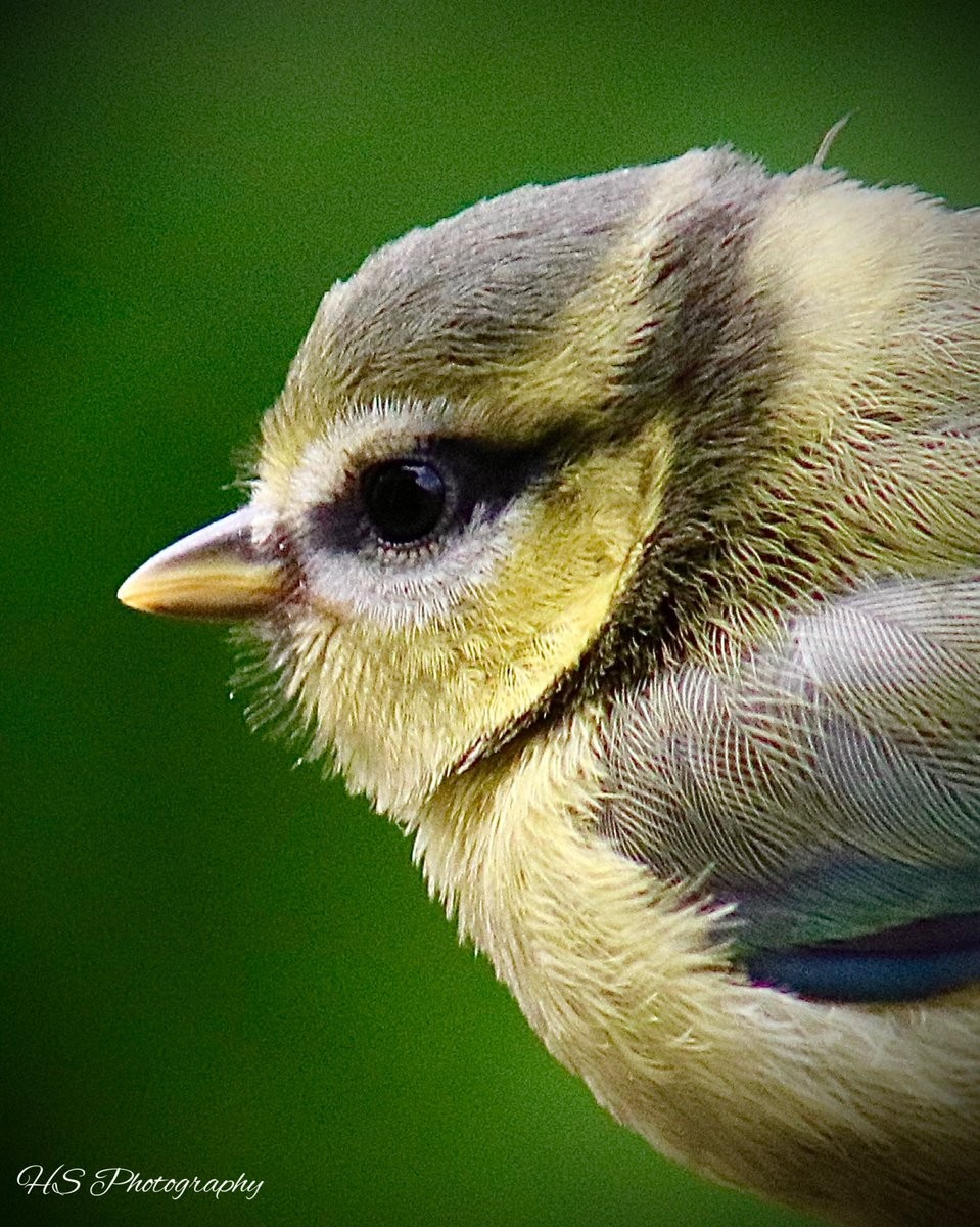 livebirdspoland_09ff1faf81983b03ff614939deb97801.jpg