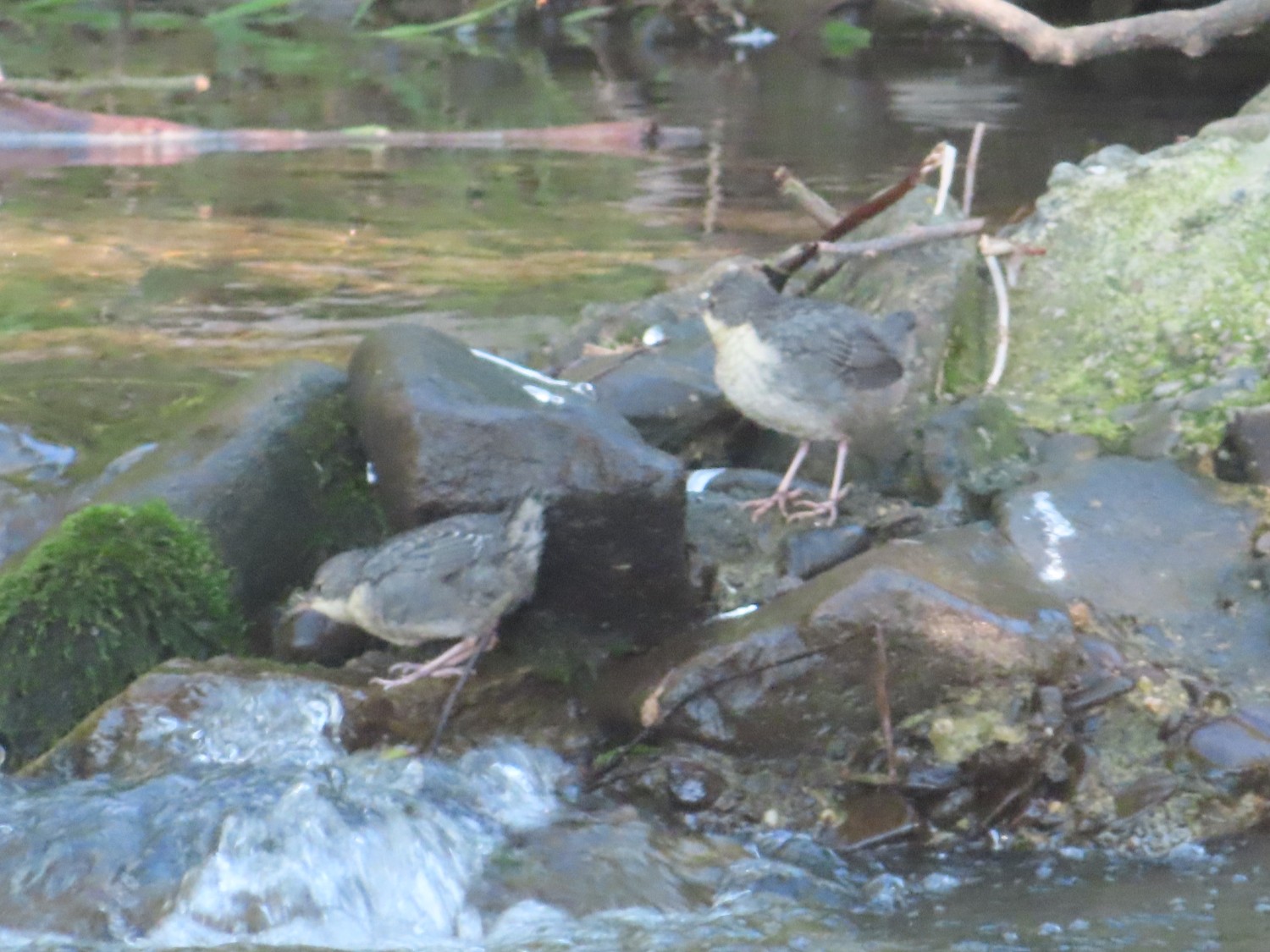 livebirdspoland_8b8e5680eb5feabaaffc27977c9689b9.jpg
