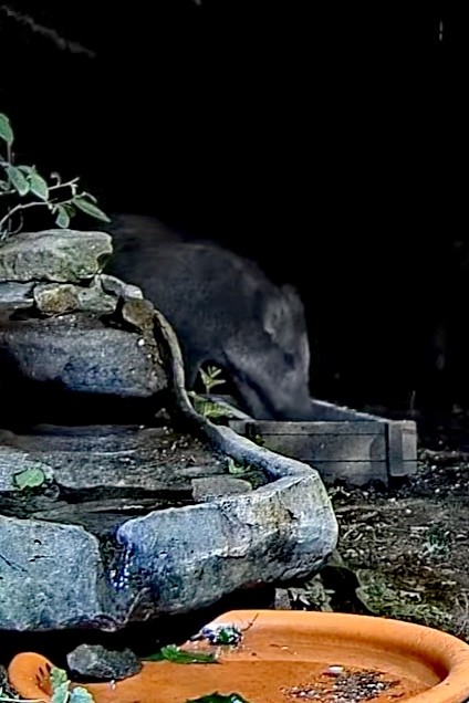 livebirdspoland_7b8811aa392ef2298f602501ce43a5c5.jpg