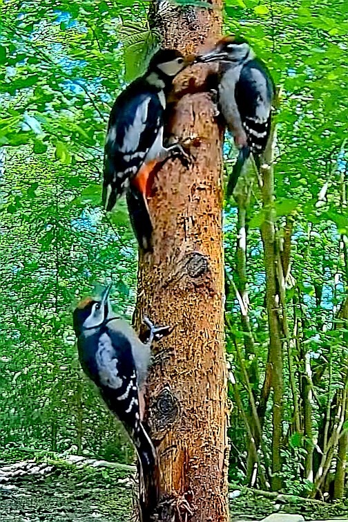 livebirdspoland_a61dd8cd9a67a34488b2d2f87305994c.jpg