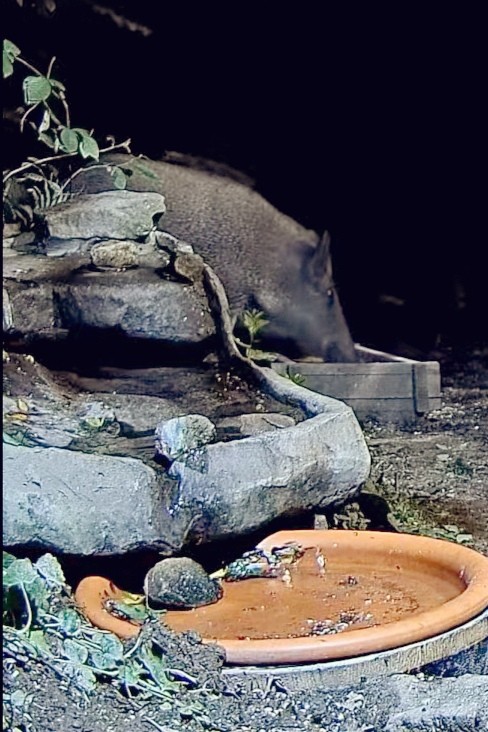 livebirdspoland_dcc874940891681334ea1fb16c5a7b95.jpg