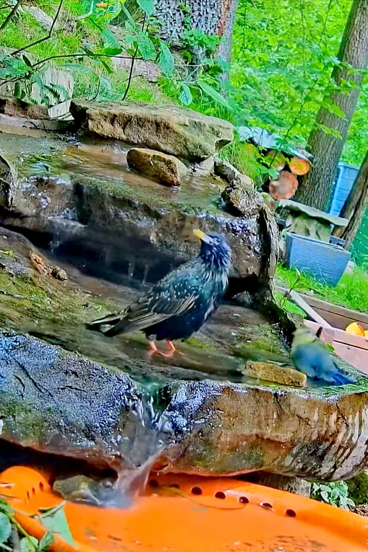 livebirdspoland_c394ee8eba4334d1e1c6a34a9919b550.jpg