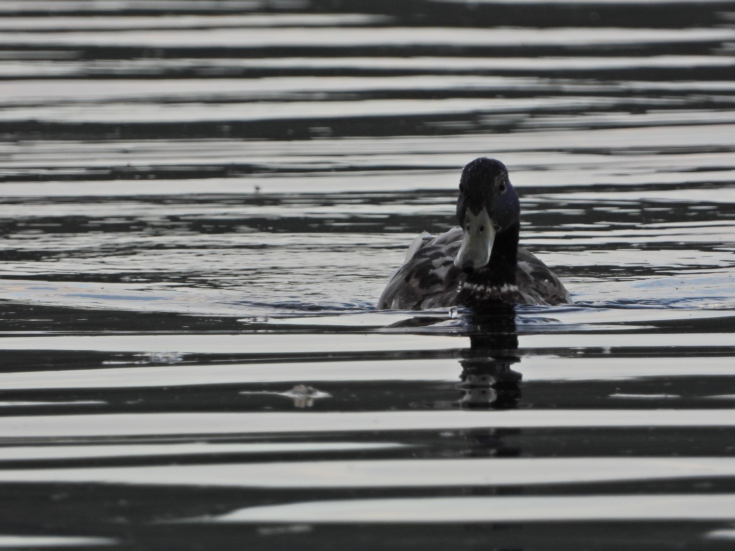 livebirdspoland_0a031a5023d91f7bd6bb08b3fc87d70b.jpg