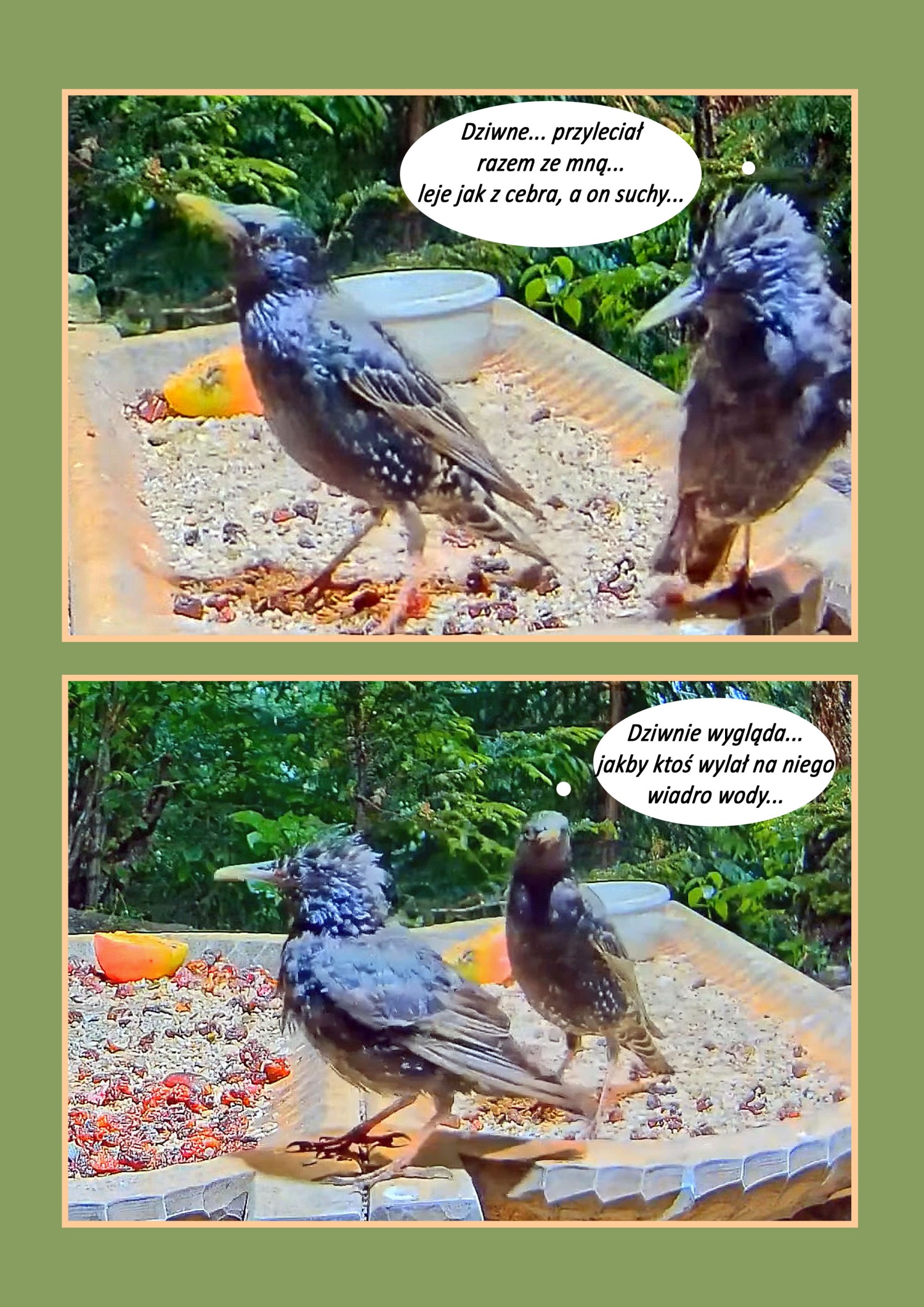 livebirdspoland_8c850c0b7c7610a2208c56254da3dcdf.jpg