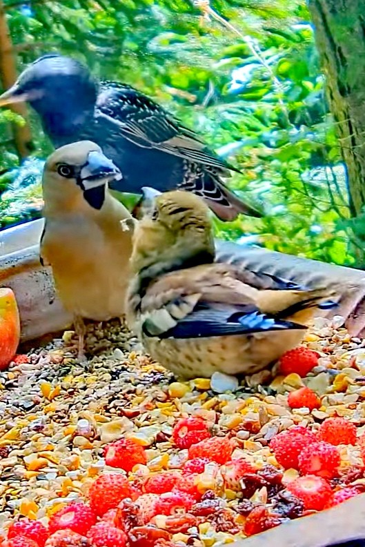 livebirdspoland_9ecd71c1df37407b4c98b0814fa4f807.jpg