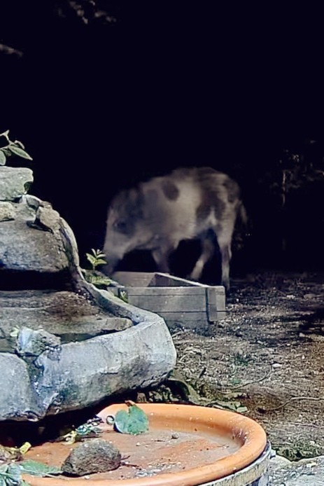 livebirdspoland_6dbff981e6031f341f9c90cba7789600.jpg